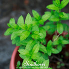 Spearmint (Mentha Spicata) - 200 Seeds - Southern Seed Exchange