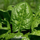 Spinach, Bloomsdale Long Standing (Spinacia oleracea) - 150 Seeds - Southern Seed Exchange