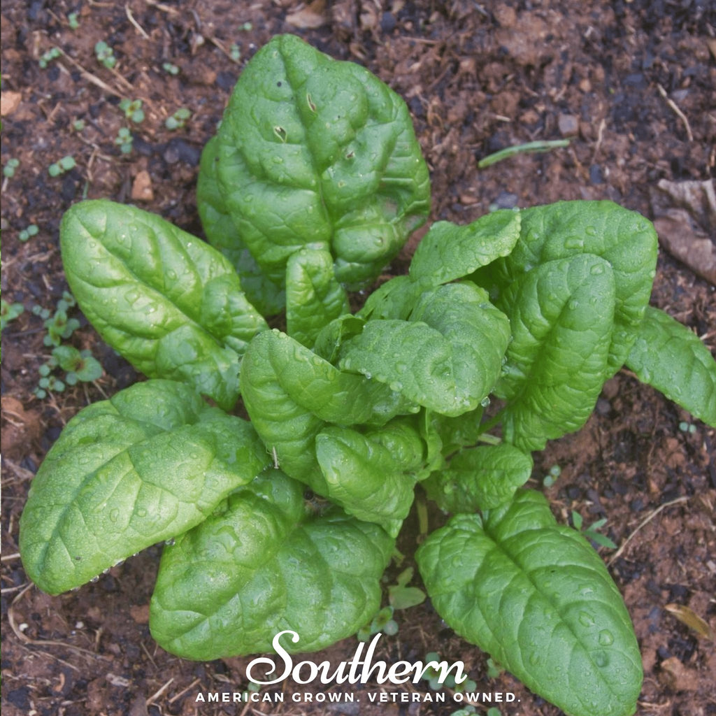 Spinach, Bloomsdale Long Standing (Spinacia oleracea) - 150 Seeds - Southern Seed Exchange