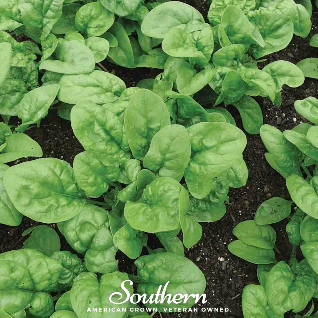 Spinach, Bloomsdale Long Standing (Spinacia oleracea) - 150 Seeds - Southern Seed Exchange