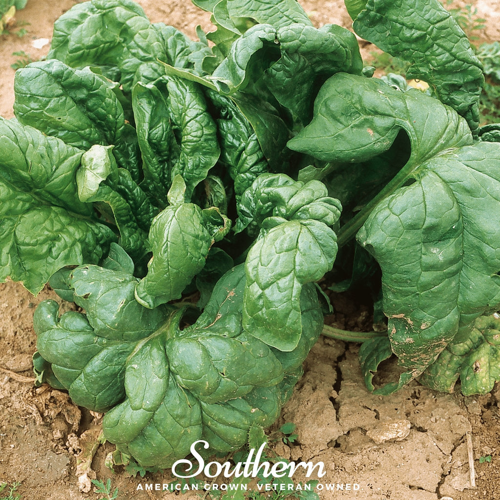 Spinach, Giant Noble (Spinacia oleracea) - 150 Seeds - Southern Seed Exchange