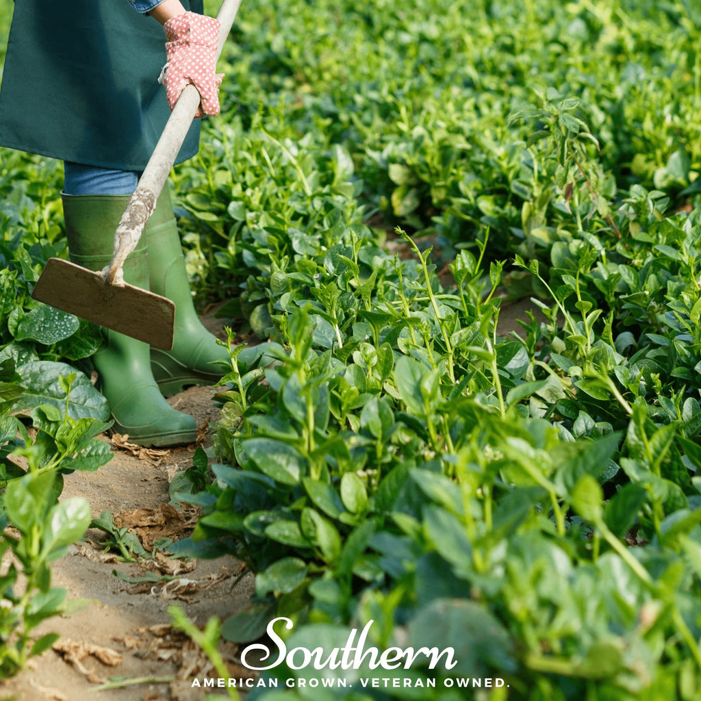 Spinach, Malabar Green (Basella rubra) - 100 Seeds - Southern Seed Exchange