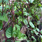 Spinach, Malabar Red (Basella rubra) - 100 Seeds - Southern Seed Exchange