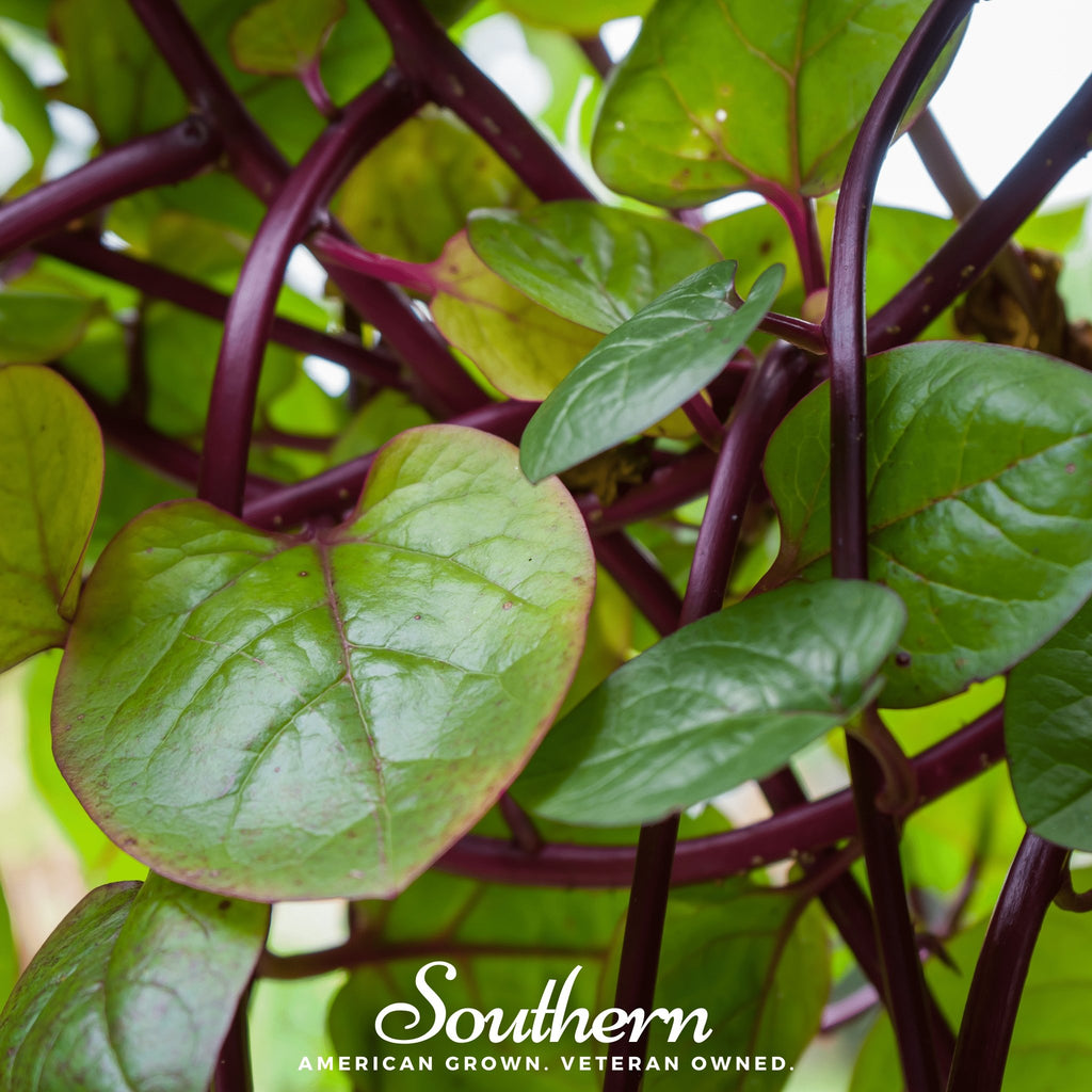 Spinach, Malabar Red (Basella rubra) - 100 Seeds - Southern Seed Exchange