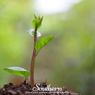 Spinach, Malabar Red (Basella rubra) - 100 Seeds - Southern Seed Exchange