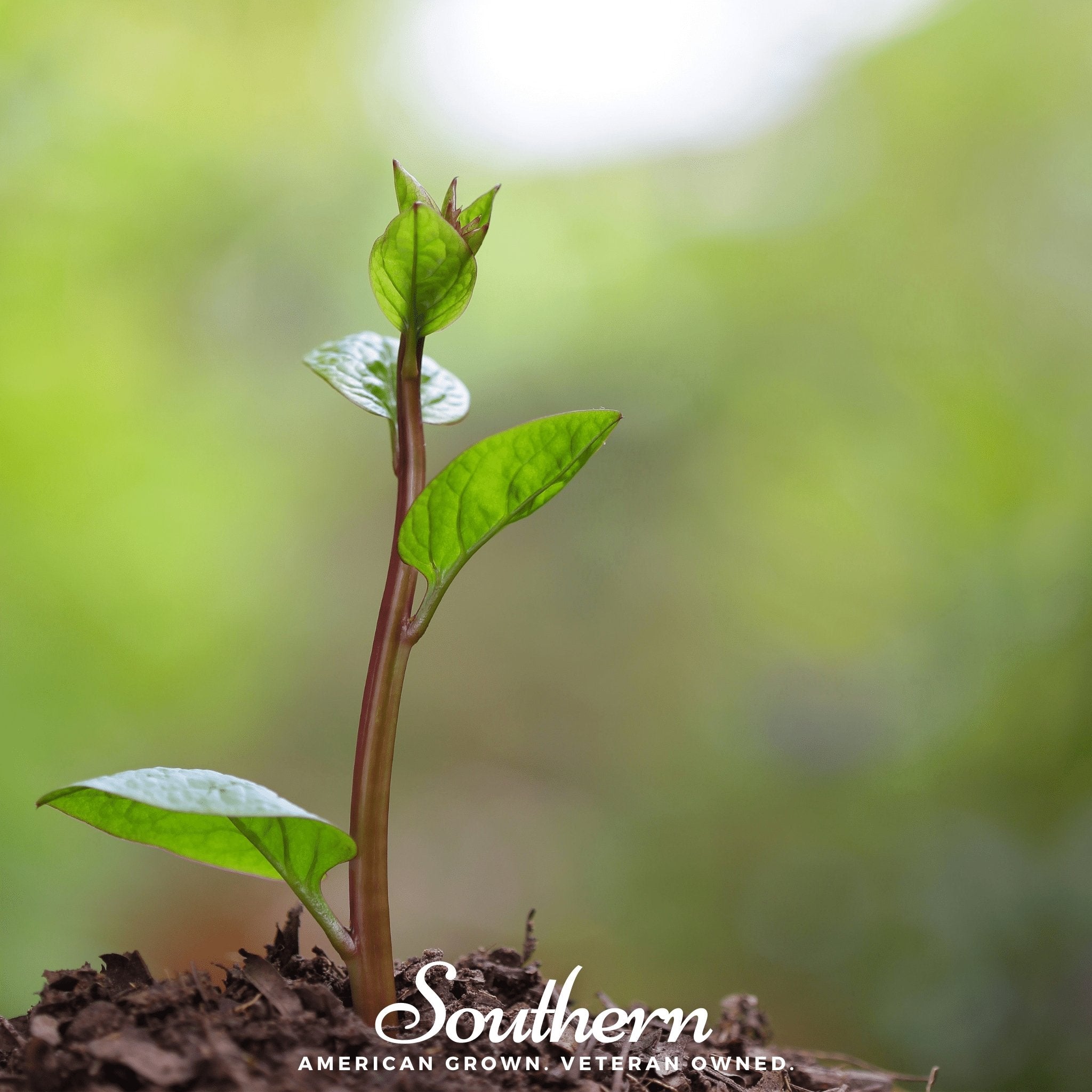 Spinach, Malabar Red (Basella rubra) - 100 Seeds - Southern Seed Exchange