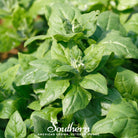 Spinach, New Zealand (Tetragonia tetragonoides) - 30 Seeds - Southern Seed Exchange