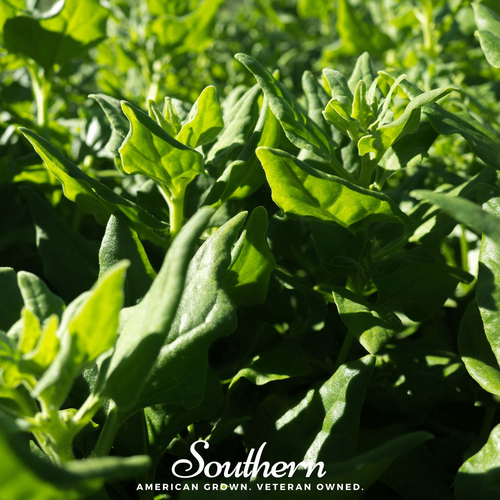 Spinach, New Zealand (Tetragonia tetragonoides) - 30 Seeds - Southern Seed Exchange