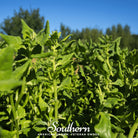 Spinach, New Zealand (Tetragonia tetragonoides) - 30 Seeds - Southern Seed Exchange