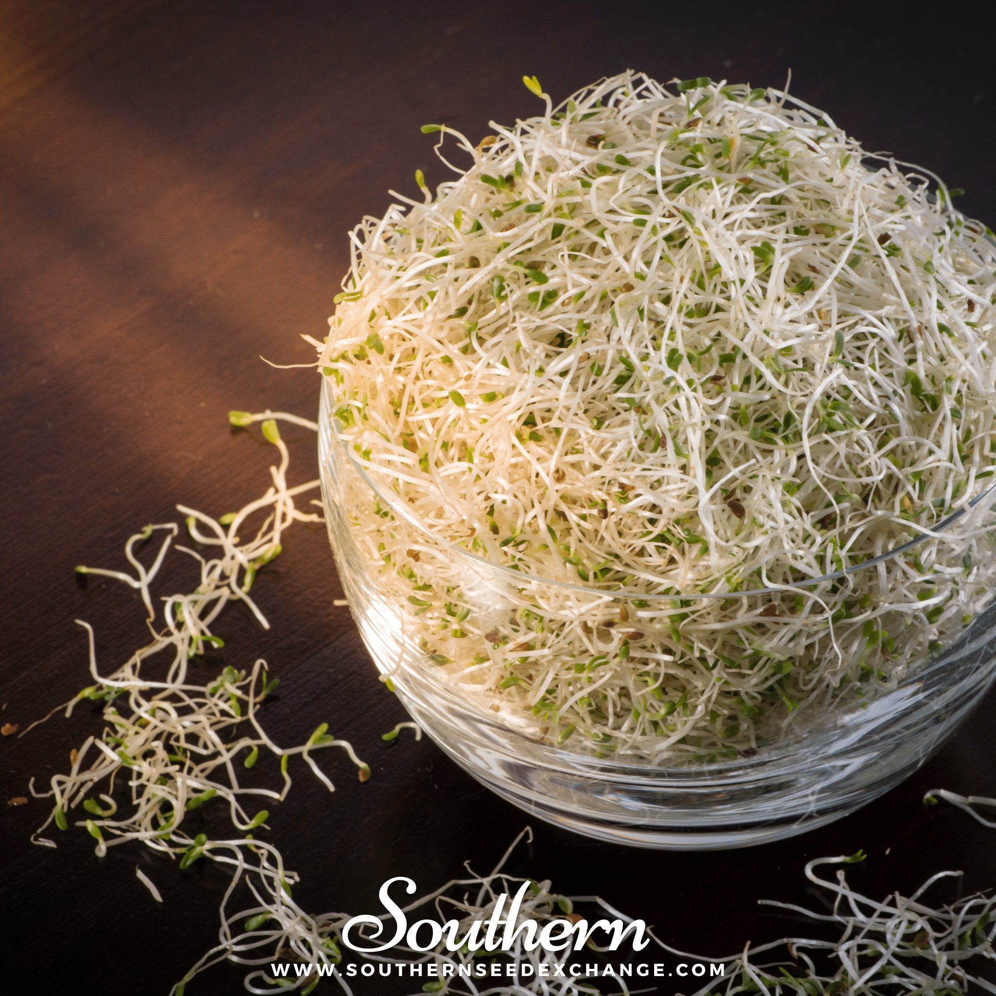 Sprout, Alfalfa (Medicago sativa) - 500 Seeds - Southern Seed Exchange