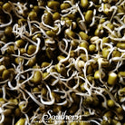 Sprout, Mung Beans (Vigna radiata) - 500 Seeds - Southern Seed Exchange