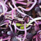 Sprout, Rambo Purple (Medicago sativa subsp sativa) - 100 Seeds - Southern Seed Exchange