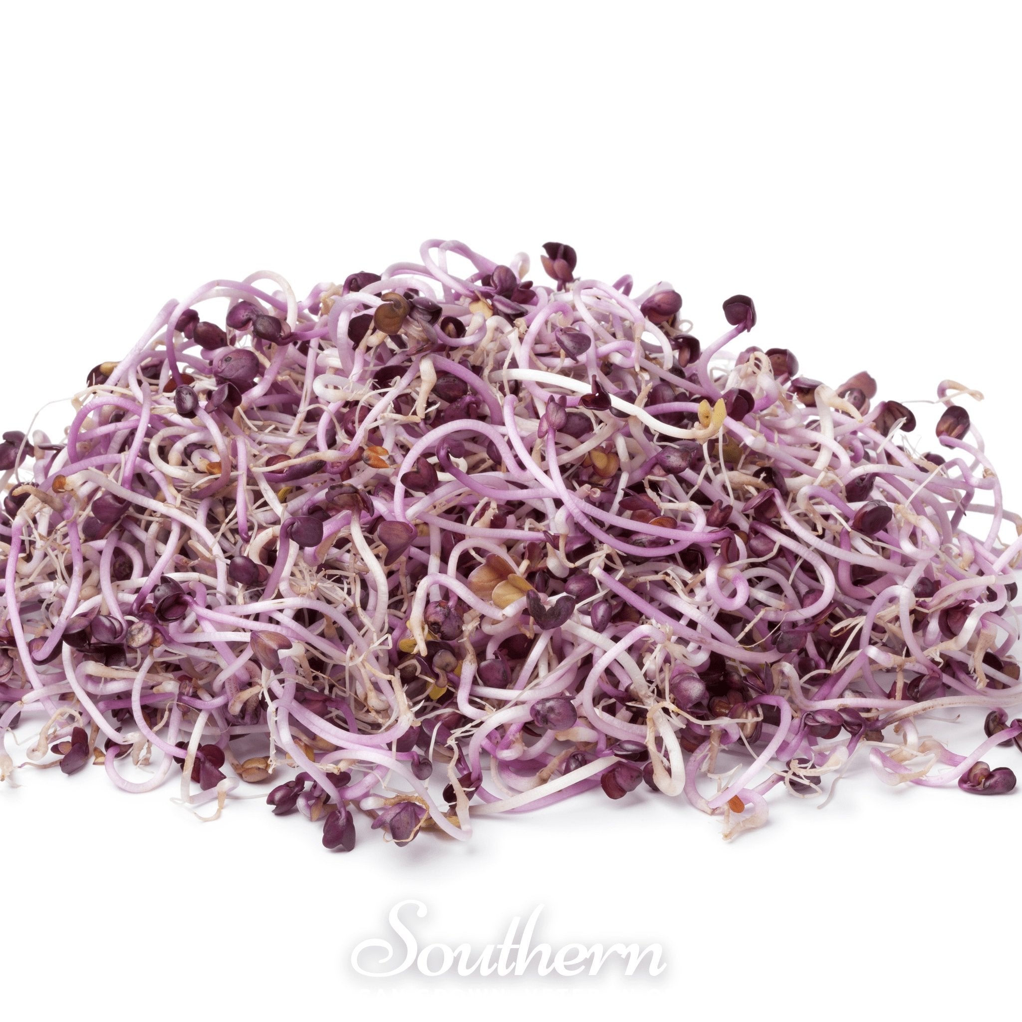 Sprout, Rambo Purple (Medicago sativa subsp sativa) - 100 Seeds - Southern Seed Exchange