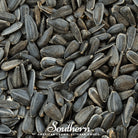 Sprout, Sunflower Black Oil (Helianthus annuus) - 500 Seeds - Southern Seed Exchange