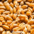 Sprout, Wheat, Red (Triticum aestivum) - 200 Seeds - Southern Seed Exchange