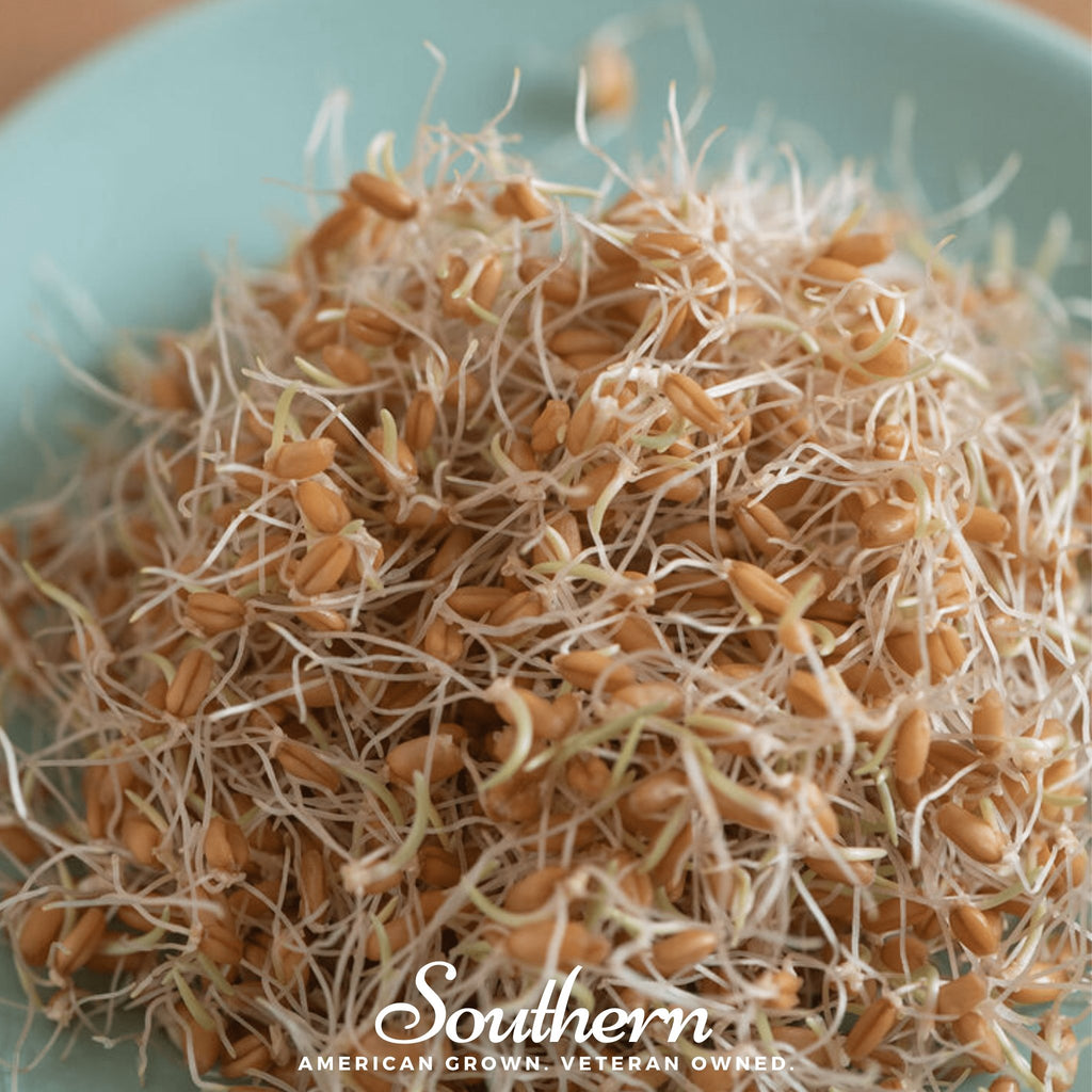 Sprout, Wheat, Red (Triticum aestivum) - 200 Seeds - Southern Seed Exchange