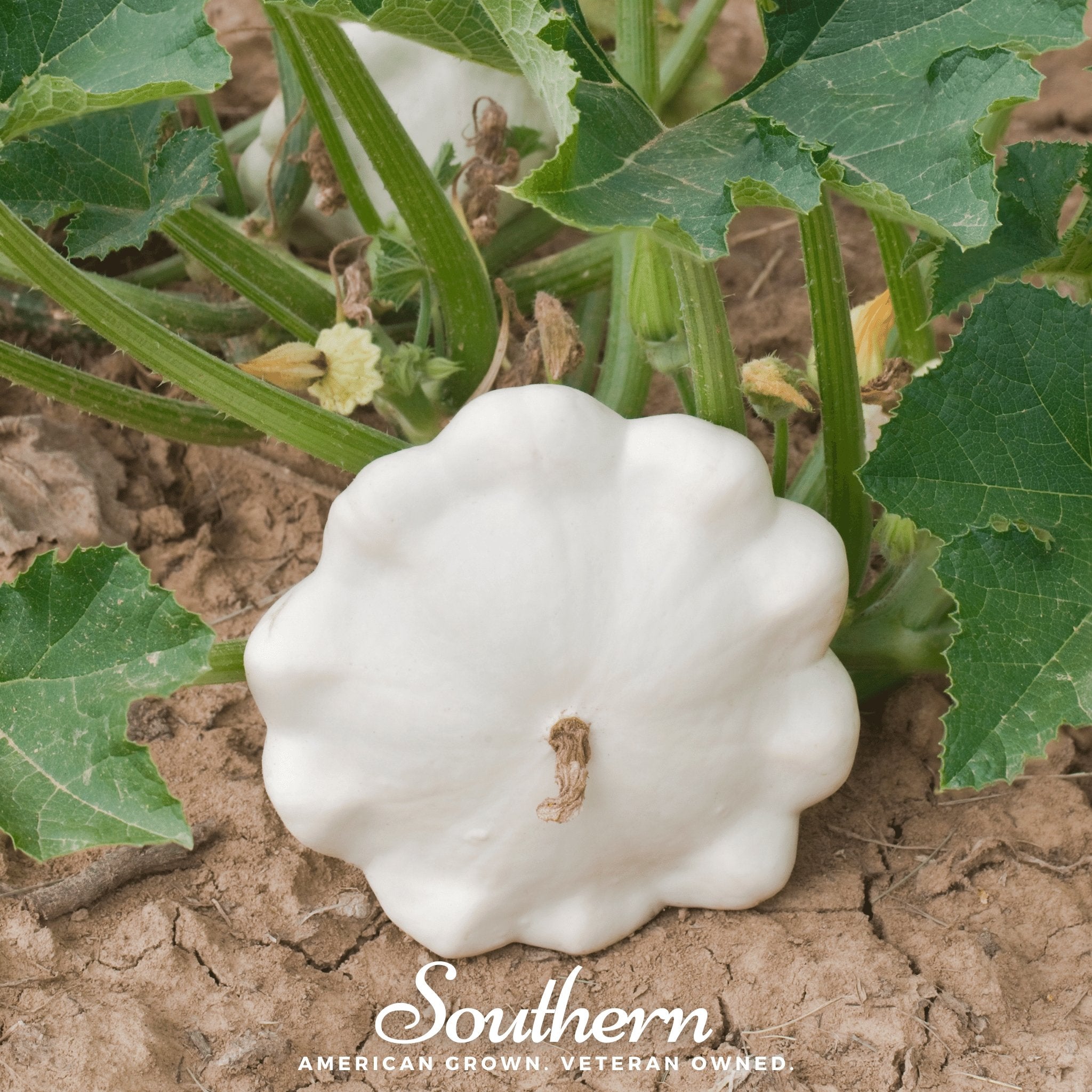 Squash, Bennings Green Tint Scallop - Summer (Cucurbita pepo) - 25 seeds - Southern Seed Exchange