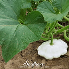 Squash, Bennings Green Tint Scallop - Summer (Cucurbita pepo) - 25 seeds - Southern Seed Exchange