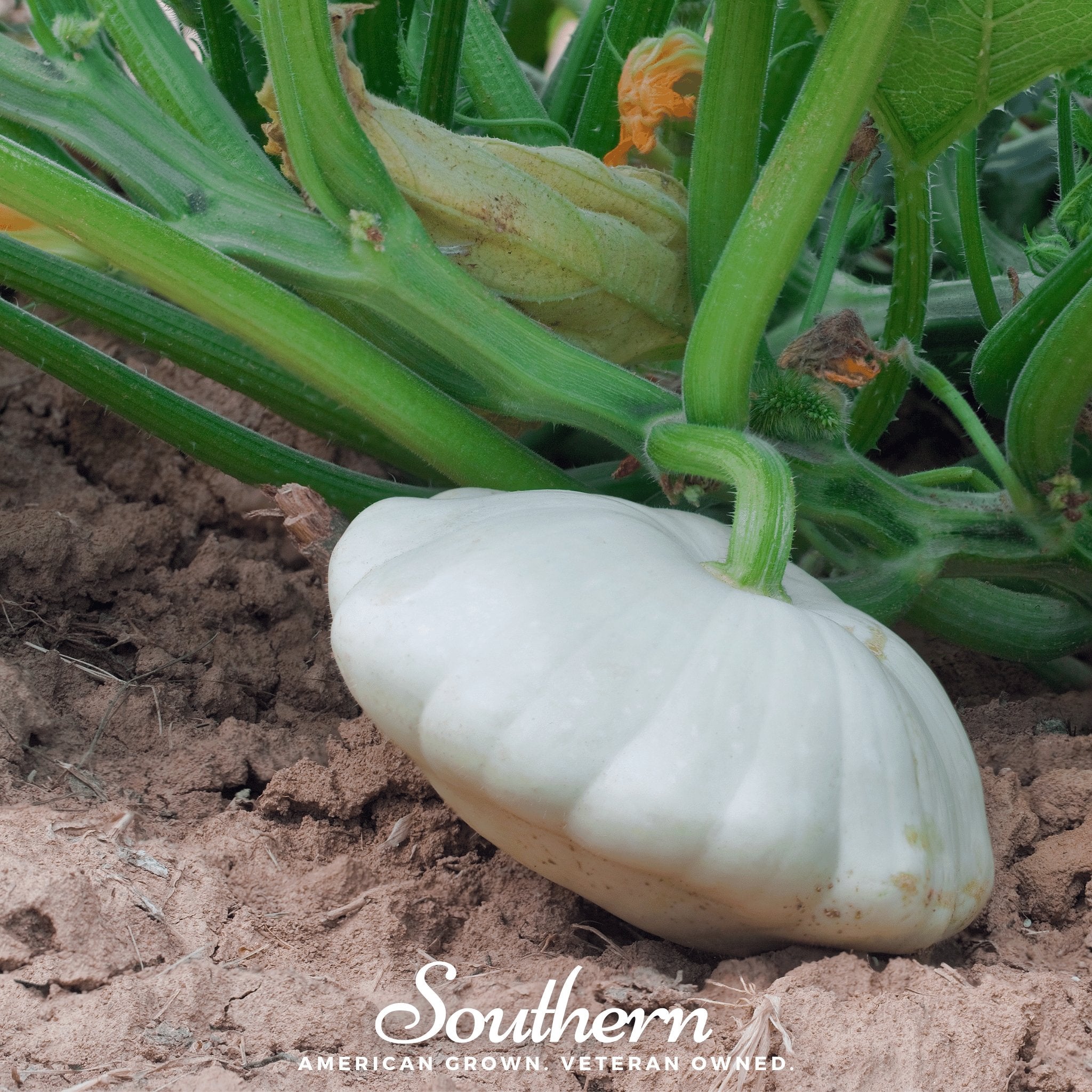 Squash, Bennings Green Tint Scallop - Summer (Cucurbita pepo) - 25 seeds - Southern Seed Exchange