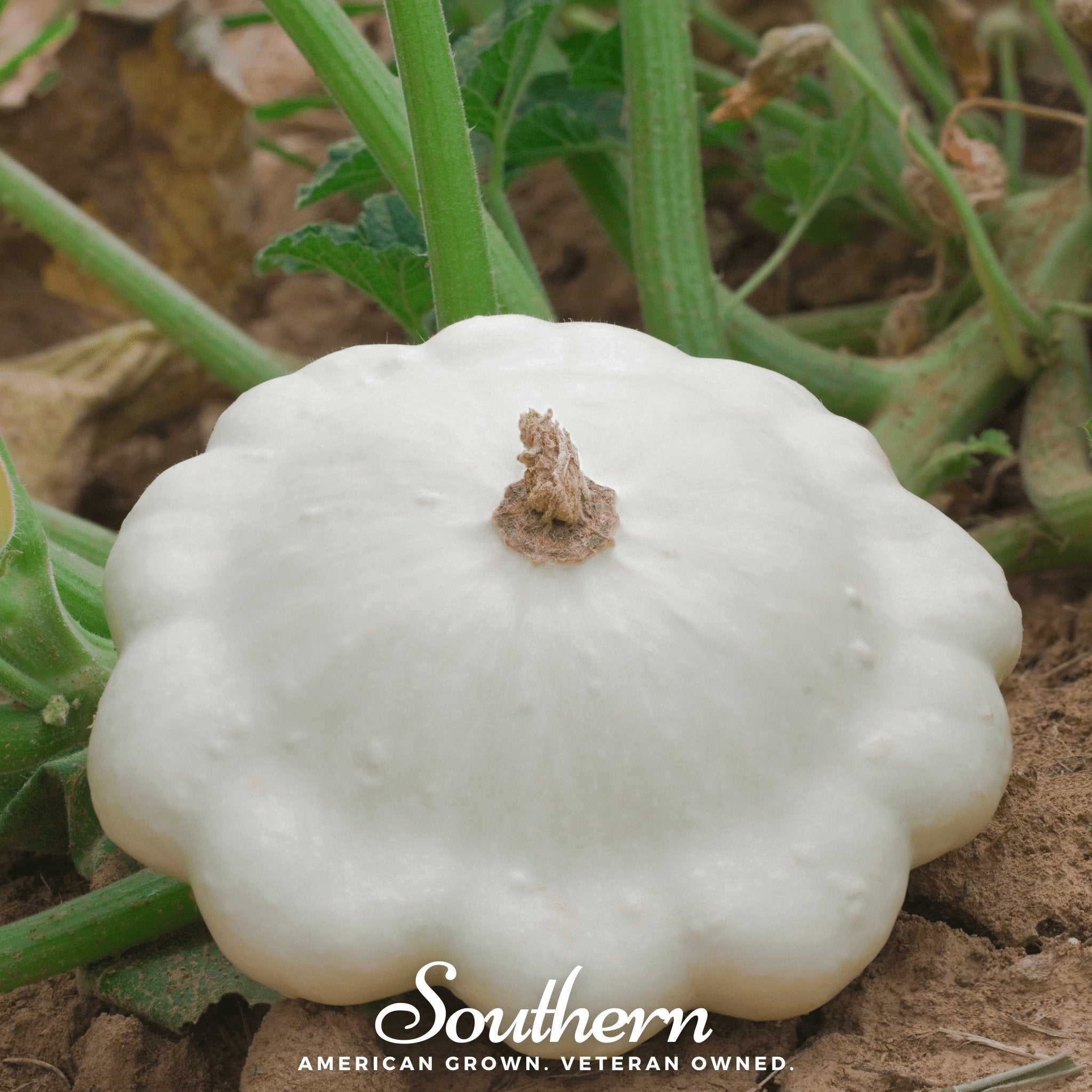 Squash, Bennings Green Tint Scallop - Summer (Cucurbita pepo) - 25 seeds - Southern Seed Exchange