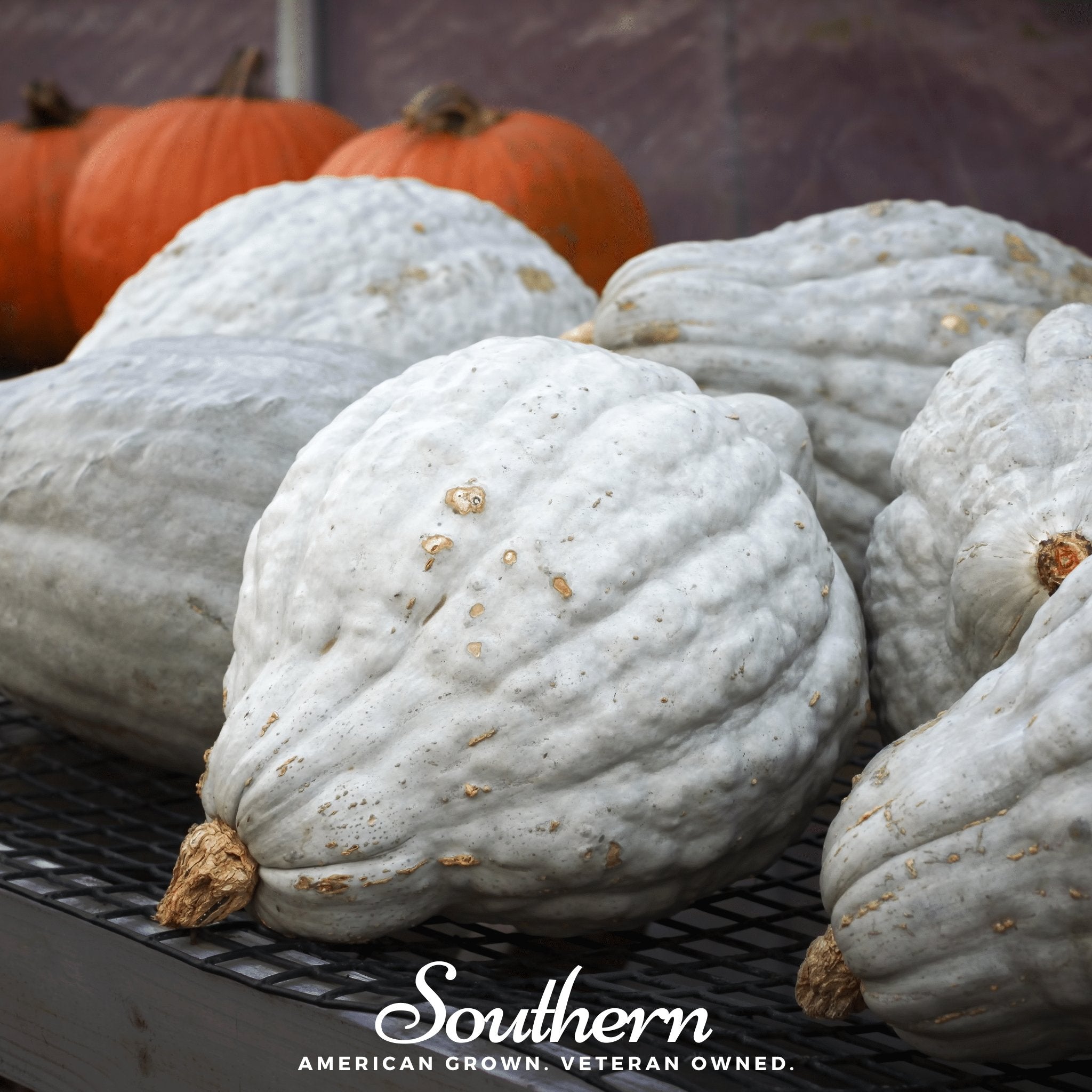 Squash, Blue Hubbard Winter (Cucurbita maxima) - 20 Seeds - Southern Seed Exchange