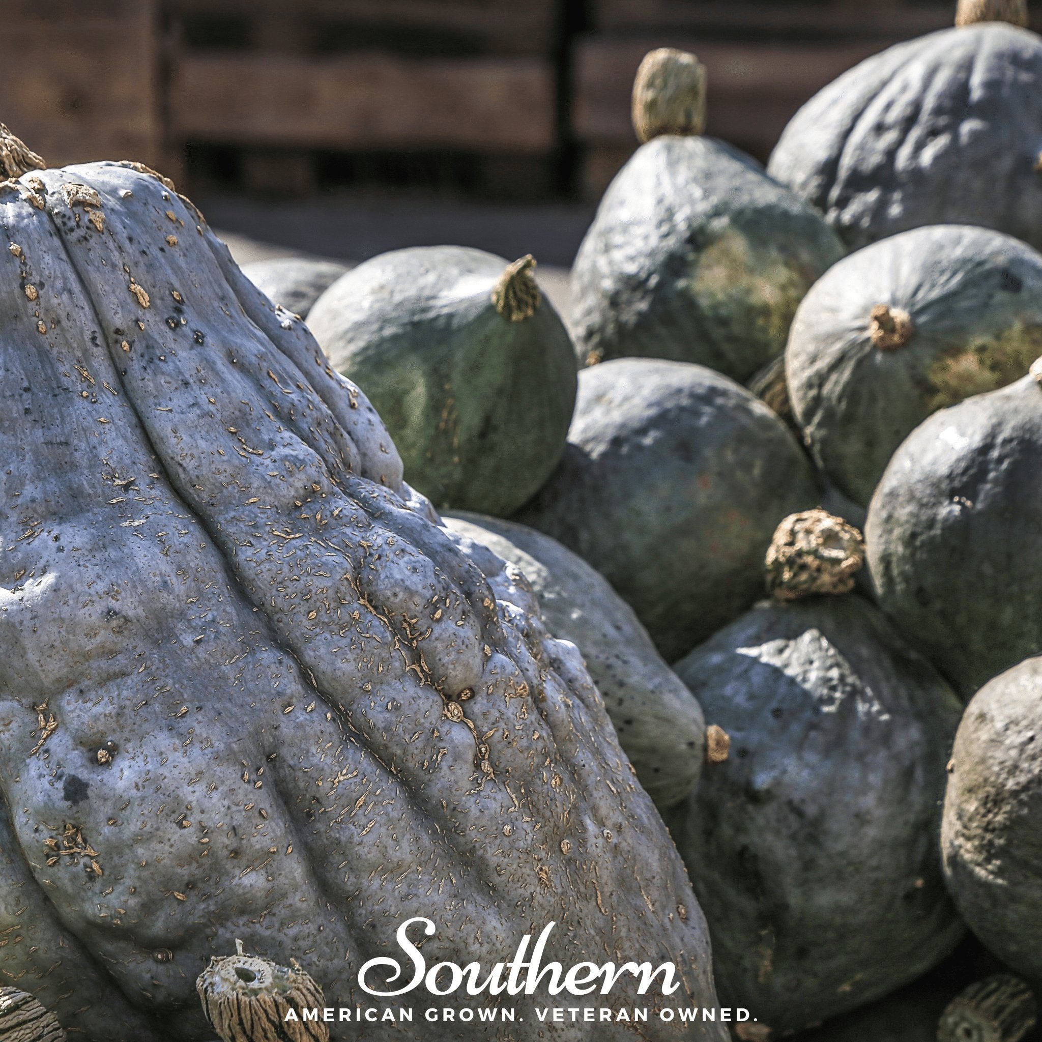 Squash, Blue Hubbard Winter (Cucurbita maxima) - 20 Seeds - Southern Seed Exchange