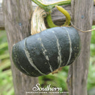 Squash, Buttercup Burgess Winter (Cucurbita maxima) - 20 Seeds - Southern Seed Exchange