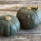 Squash, Buttercup Burgess Winter (Cucurbita maxima) - 20 Seeds - Southern Seed Exchange