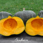 Squash, Buttercup Burgess Winter (Cucurbita maxima) - 20 Seeds - Southern Seed Exchange