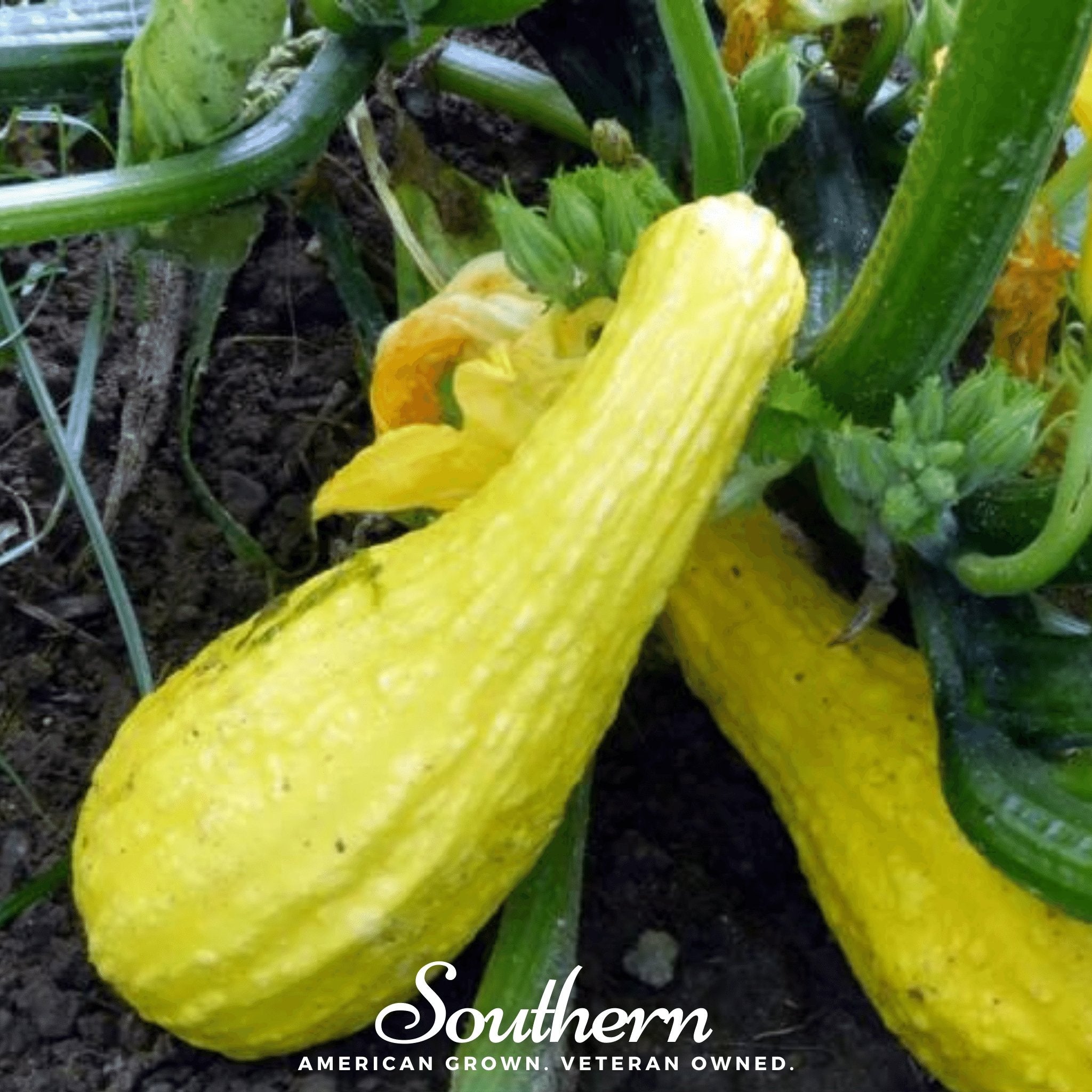 Squash, Crookneck - Summer (Cucurbita pepo) - 50 Seeds - Southern Seed Exchange