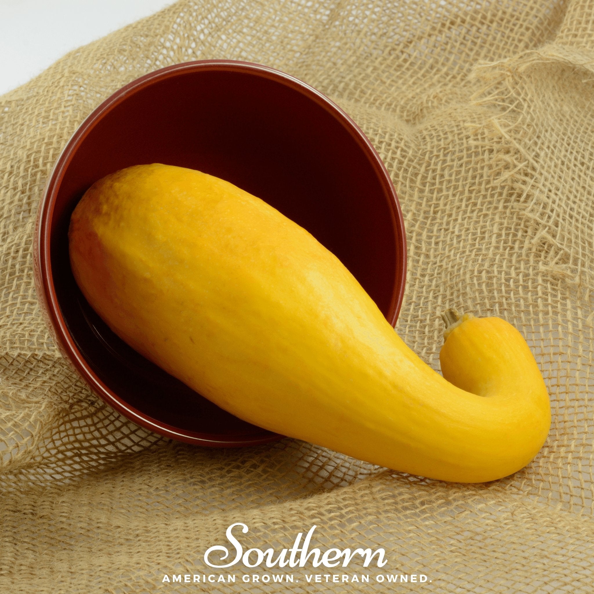 Squash, Crookneck - Summer (Cucurbita pepo) - 50 Seeds - Southern Seed Exchange