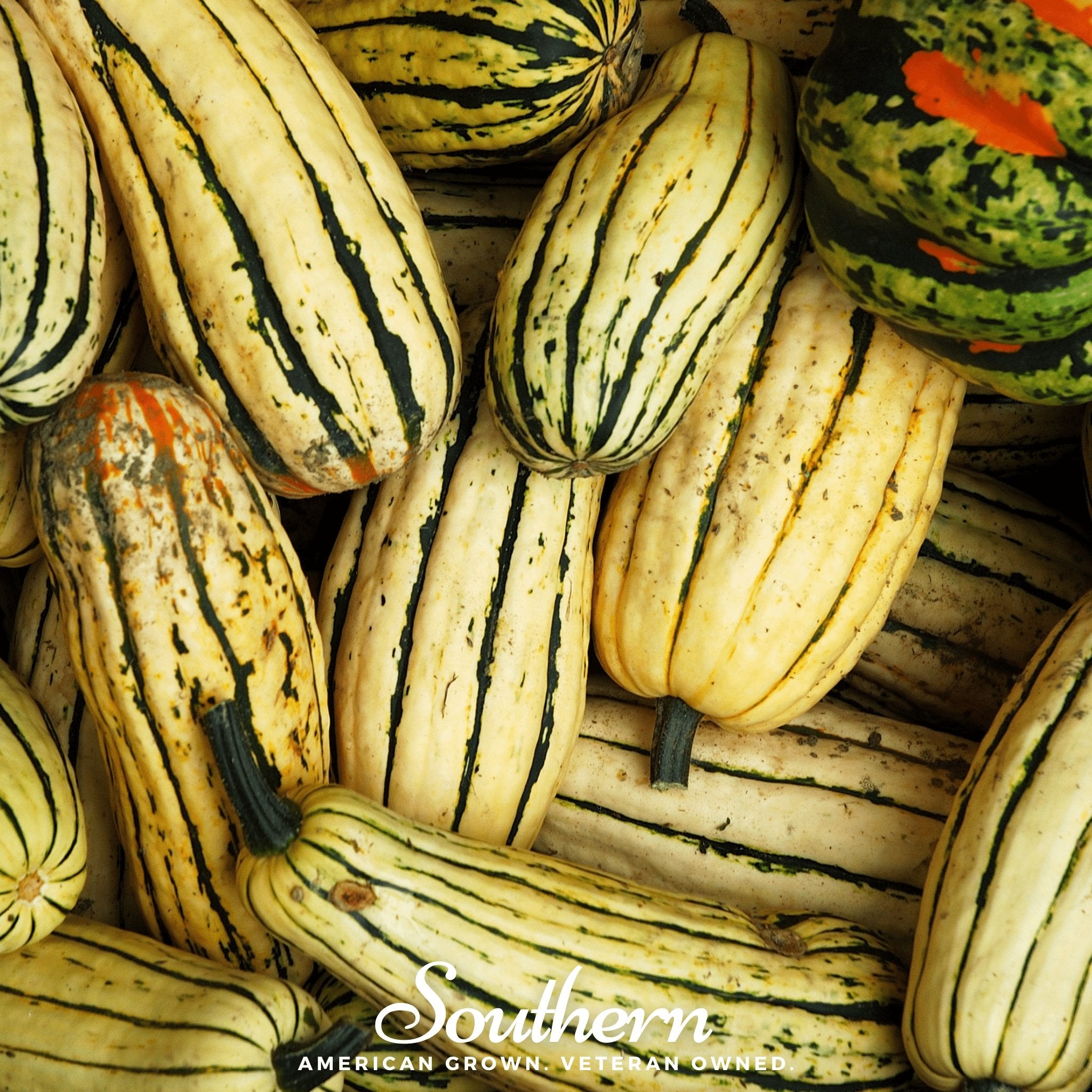 Squash, Delicata (Cucurbita Pepo) - 20 Seeds - Southern Seed Exchange