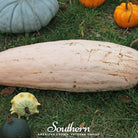 Squash, Pink Banana (Cucurbita maxima) - 20 Seeds - Southern Seed Exchange