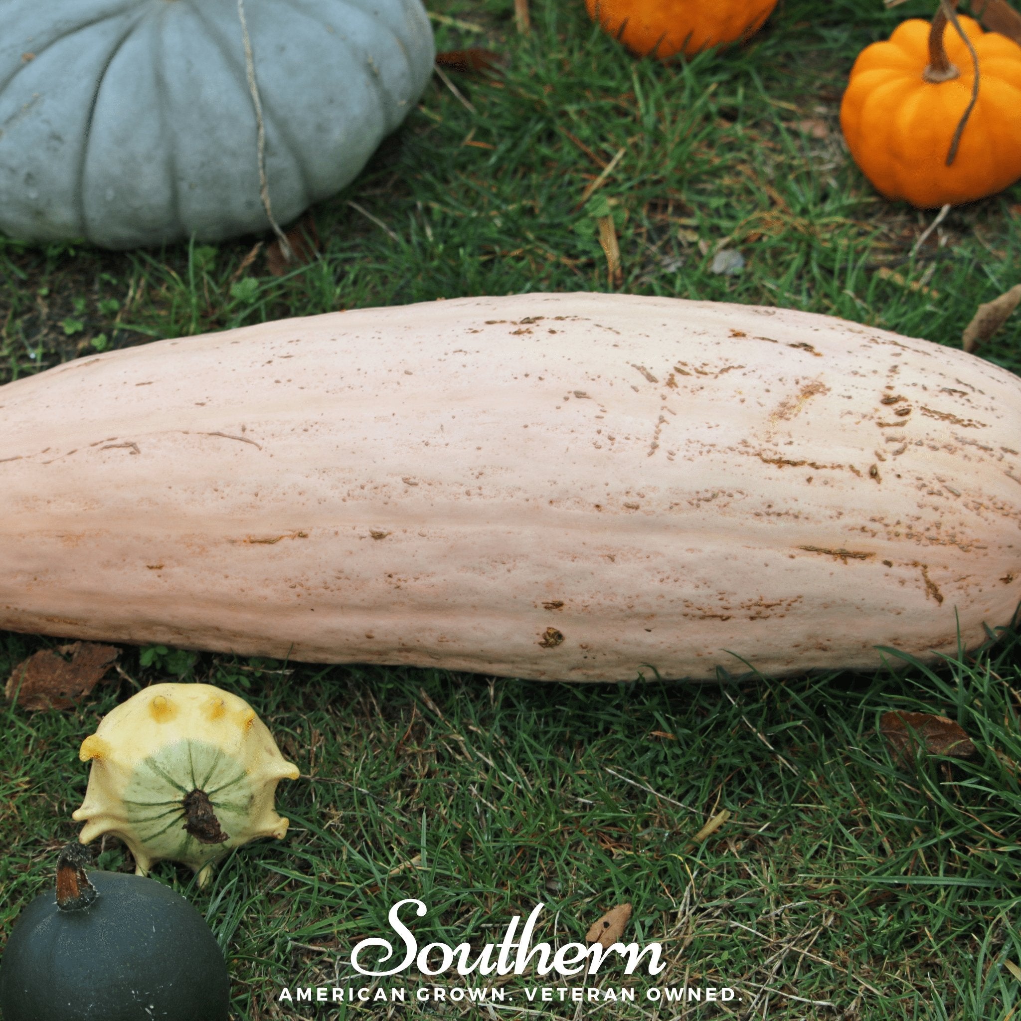 Squash, Pink Banana (Cucurbita maxima) - 20 Seeds - Southern Seed Exchange