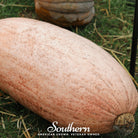 Squash, Pink Banana (Cucurbita maxima) - 20 Seeds - Southern Seed Exchange