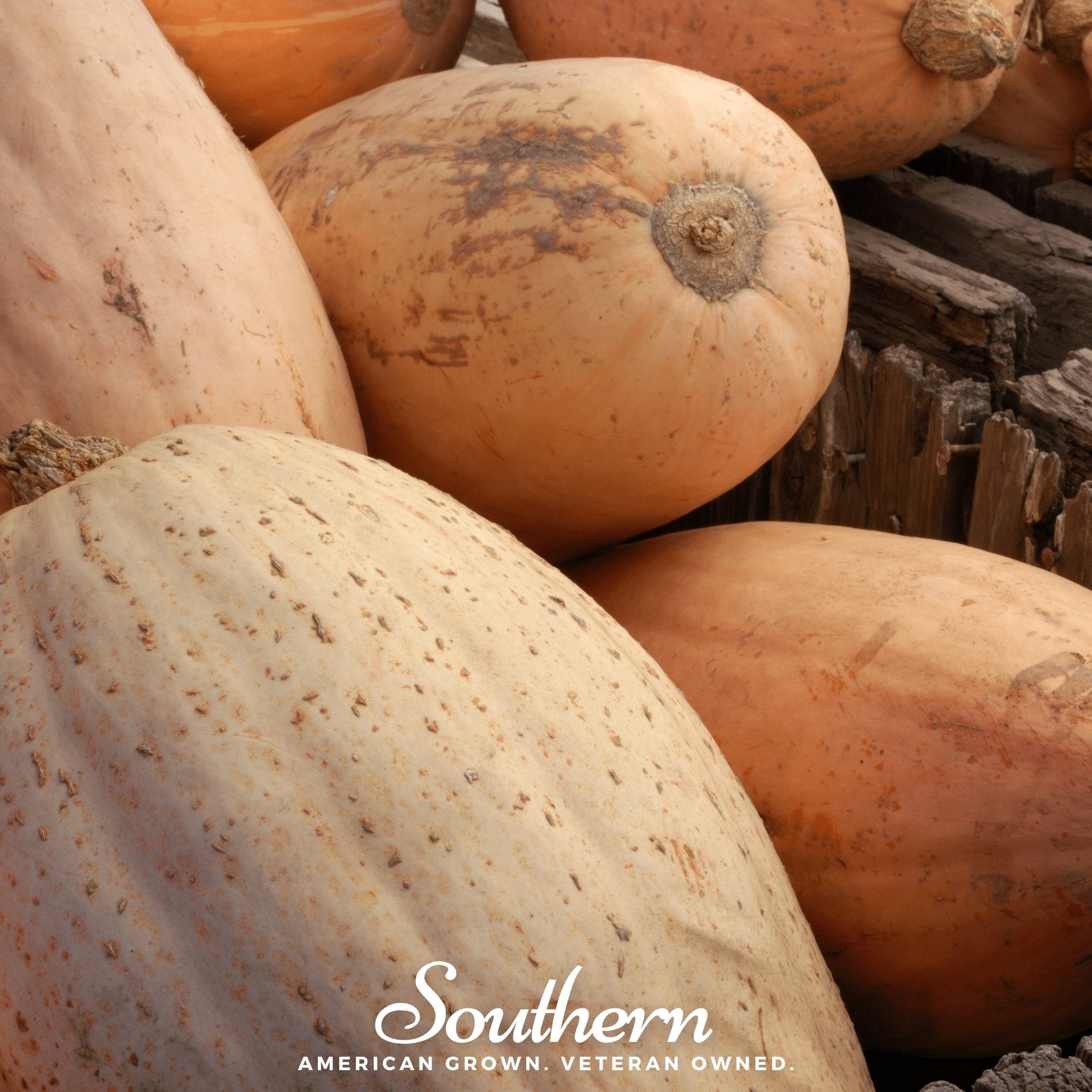 Squash, Pink Banana (Cucurbita maxima) - 20 Seeds - Southern Seed Exchange