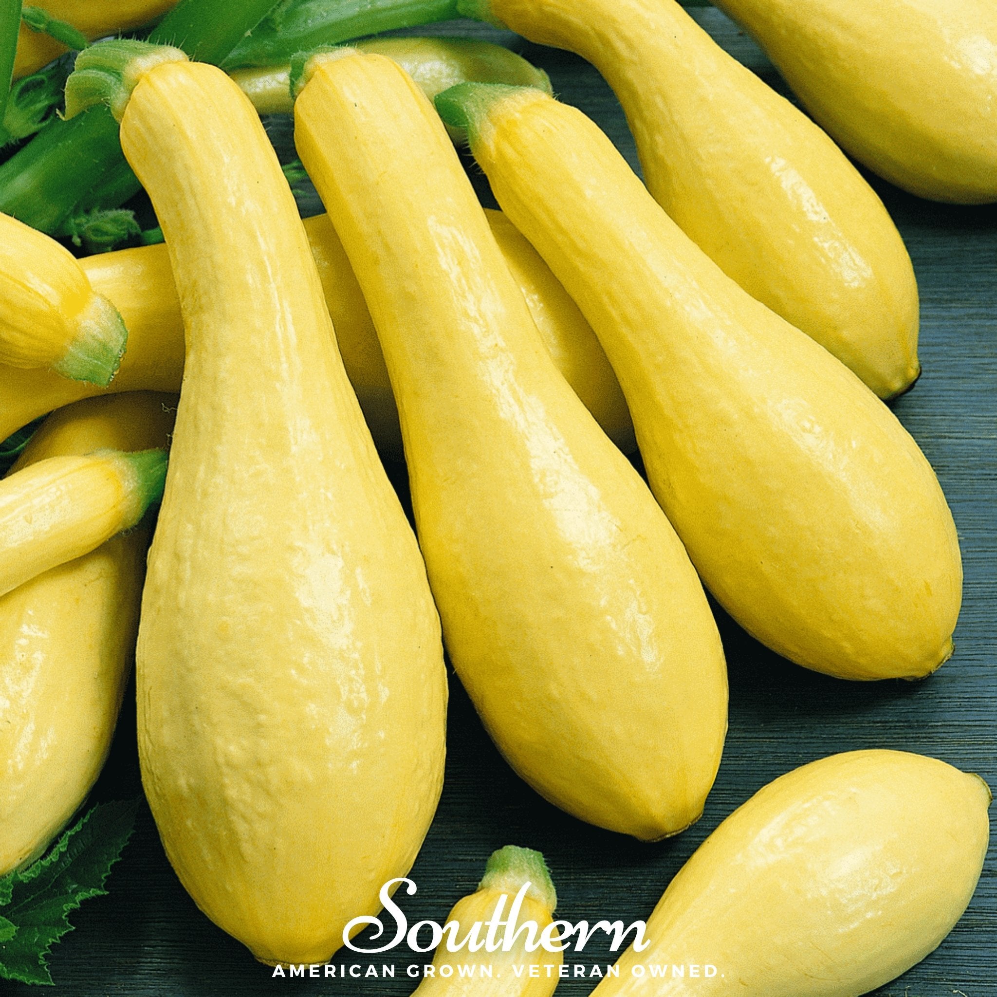 Squash, Summer, Early Prolific Straightneck (Cucurbita pepo) - 50 Seeds - Southern Seed Exchange