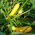 Squash, Summer, Early Prolific Straightneck (Cucurbita pepo) - 50 Seeds - Southern Seed Exchange