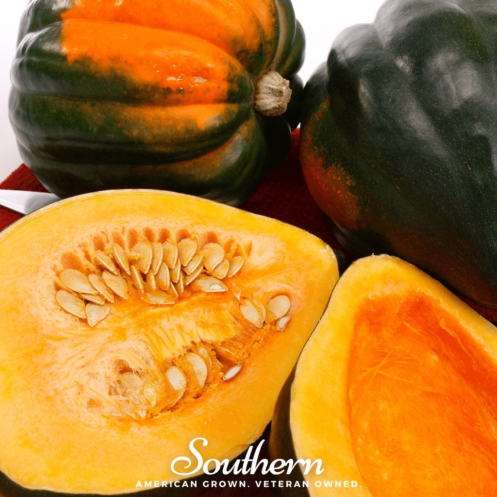 Squash, Table Queen Acorn - Winter (Cucurbita pepo) - 25 Seeds - Southern Seed Exchange