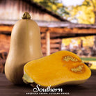 Squash, Waltham Butternut - Winter (Cucurbita pepo) - 25 Seeds - Southern Seed Exchange