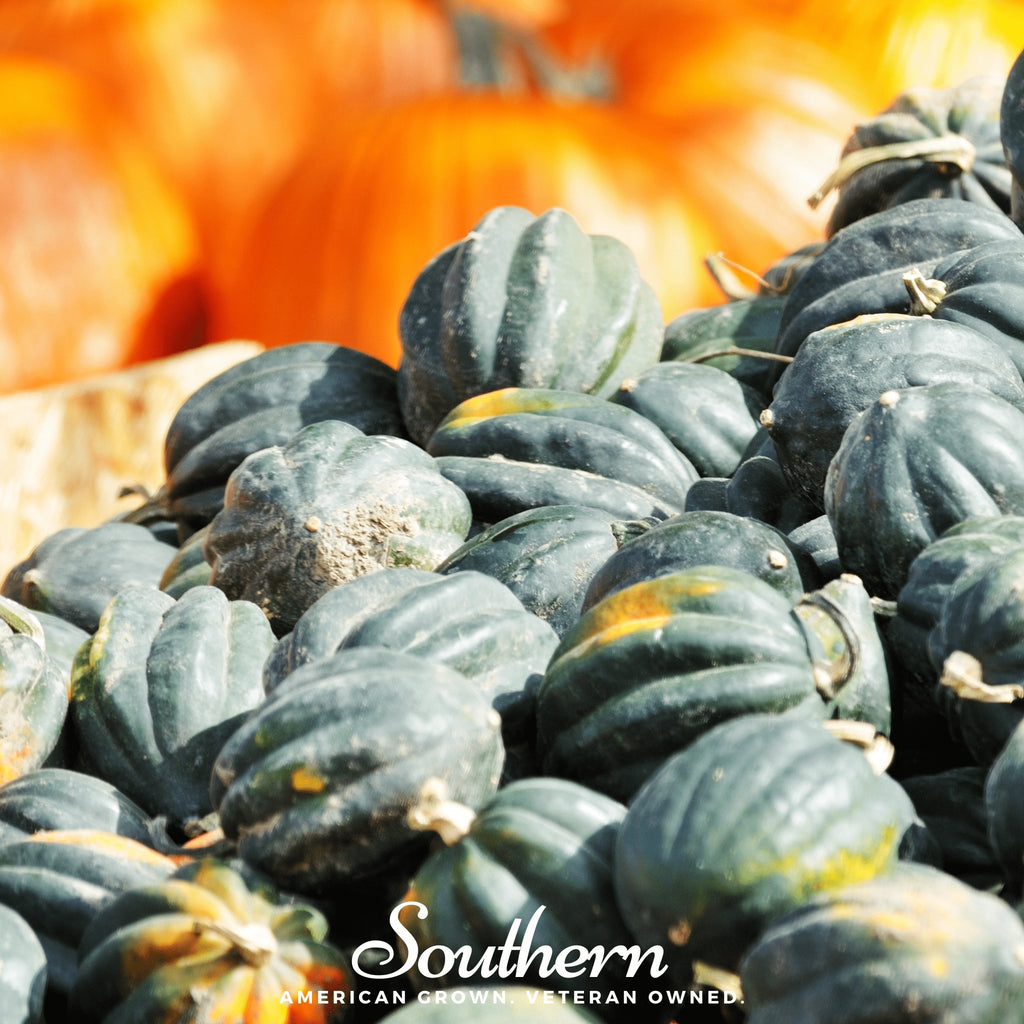 Squash, Winter, Table King Acorn (Cucurbita pepo) - 20 Seeds - Southern Seed Exchange