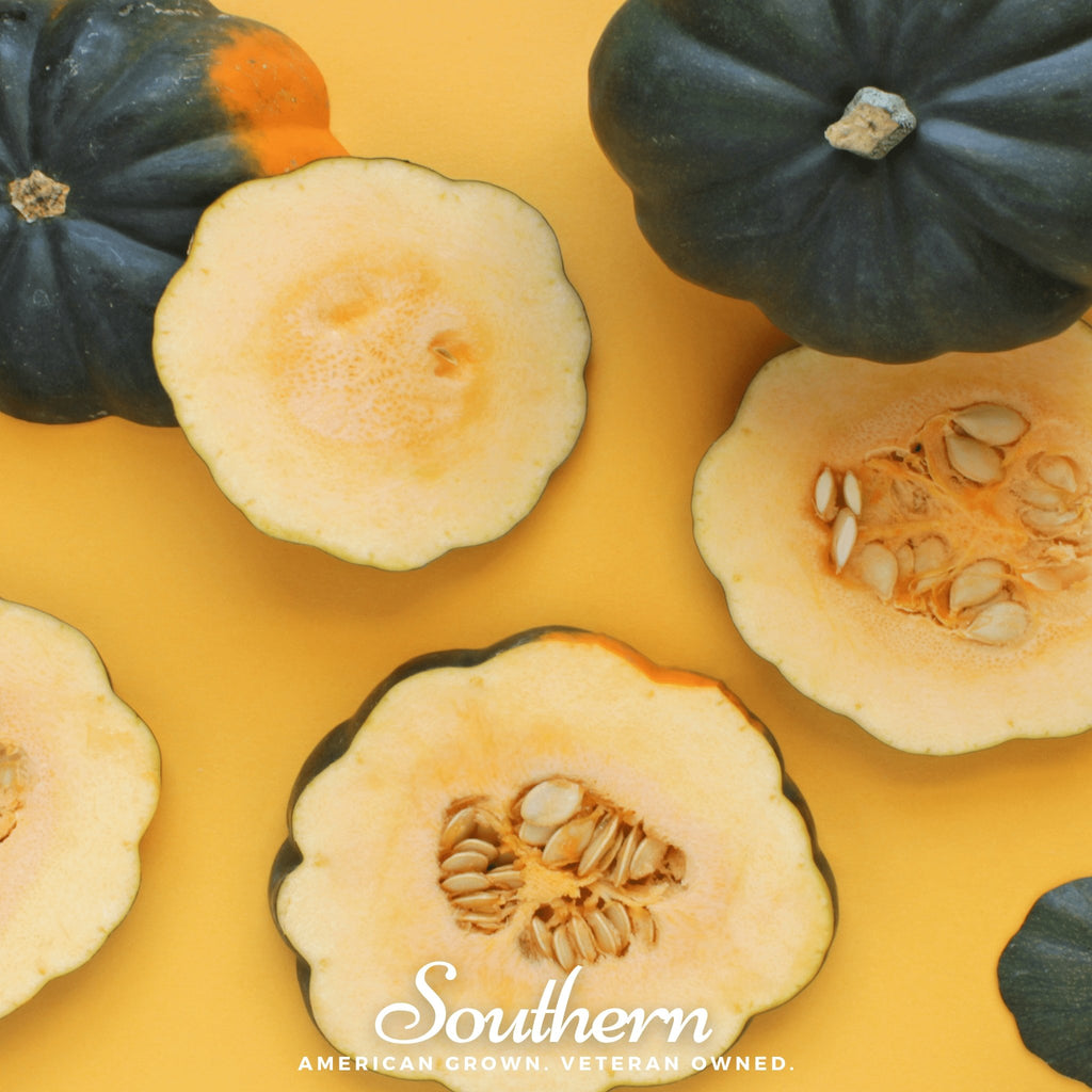 Squash, Winter, Table King Acorn (Cucurbita pepo) - 20 Seeds - Southern Seed Exchange