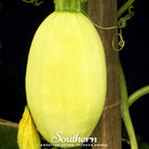 Squash, Winter, Vegetable Spaghetti (Cucurbita pepo) - 20 Seeds - Southern Seed Exchange