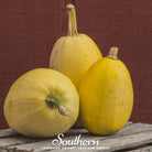 Squash, Winter, Vegetable Spaghetti (Cucurbita pepo) - 20 Seeds - Southern Seed Exchange