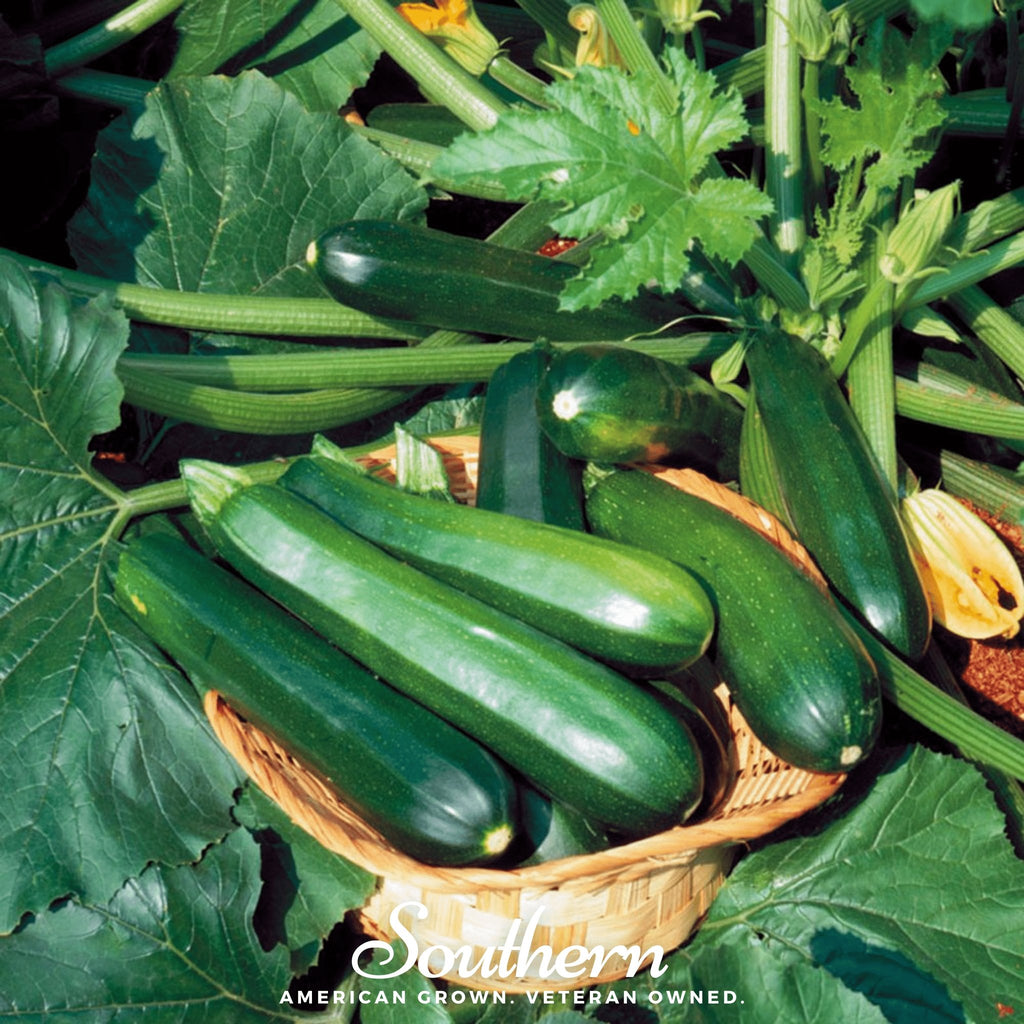 Squash, Zucchini, Black Beauty Summer (Cucurbita pepo) - 25 Seeds - Southern Seed Exchange