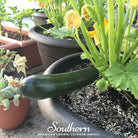 Squash, Zucchini, Black Beauty Summer (Cucurbita pepo) - 25 Seeds - Southern Seed Exchange