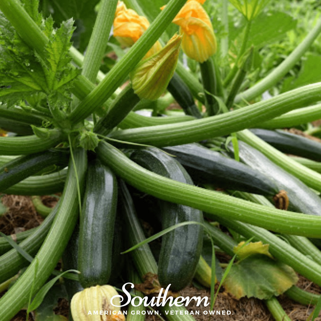 Squash, Zucchini, Dark Green Summer (Cucurbita pepo) - 25 seeds - Southern Seed Exchange