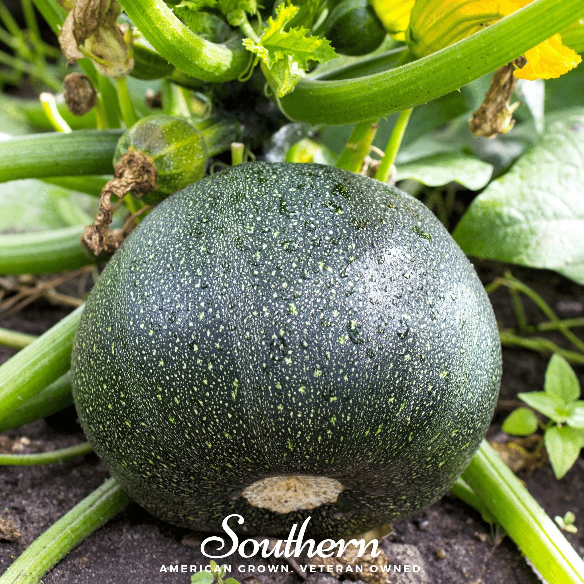 Squash, Zucchini Round - Summer (Cucurbita pepo) - 25 seeds - Southern Seed Exchange