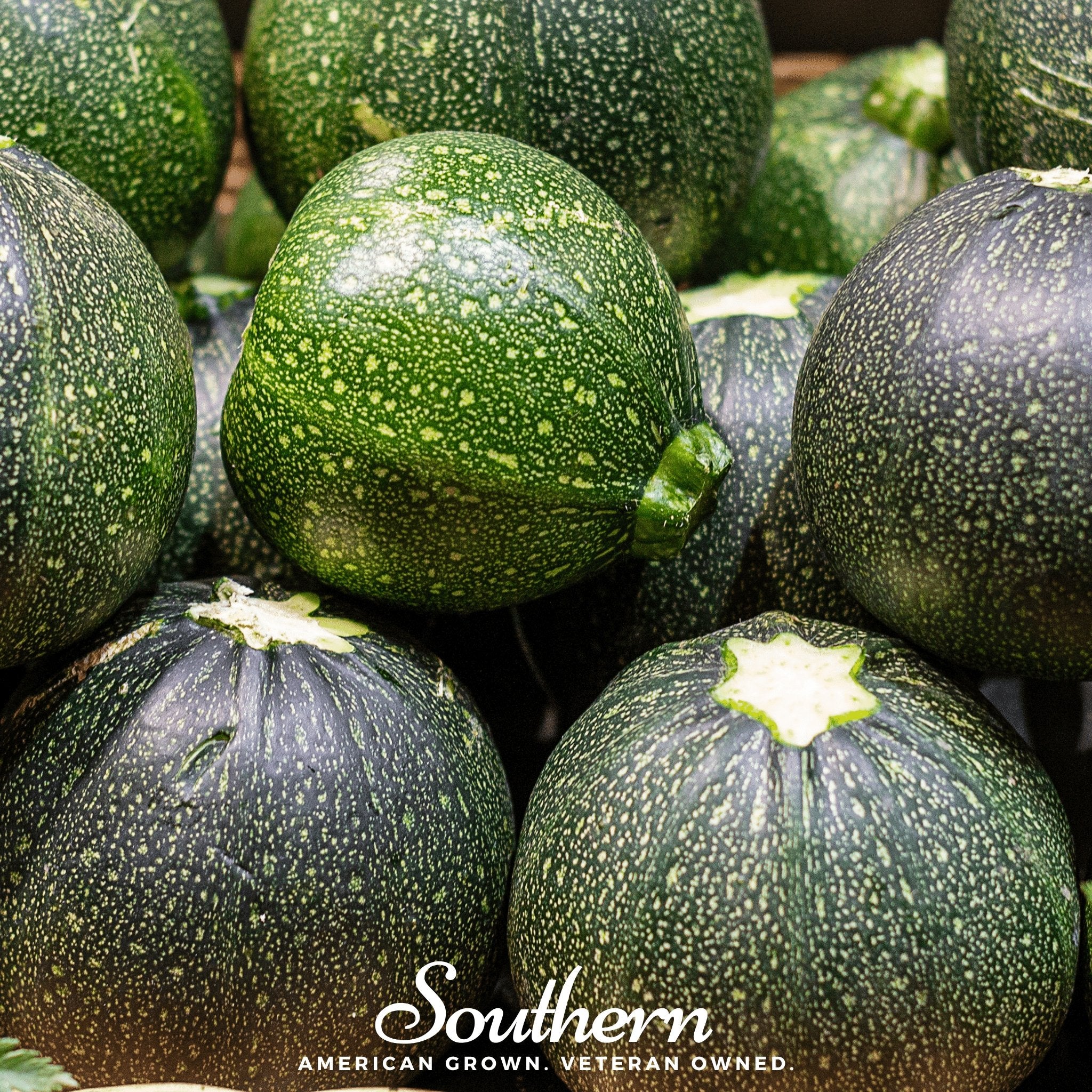 Squash, Zucchini Round - Summer (Cucurbita pepo) - 25 seeds - Southern Seed Exchange