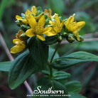 St John’s Wort, DOTTED (Hypericum punctatum) - 100 Seeds - Southern Seed Exchange